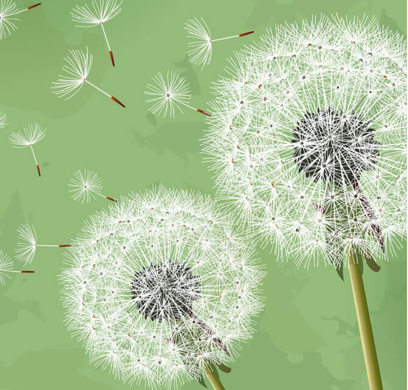 dandelion home + gift Gift Certificate